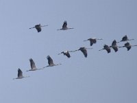 Kranich (Grus grus)  11